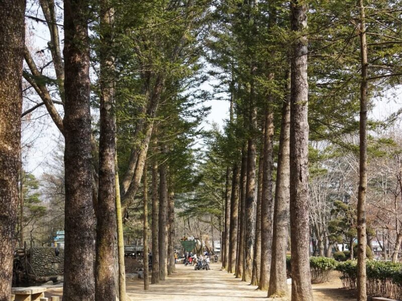 A Visit to Nami Island