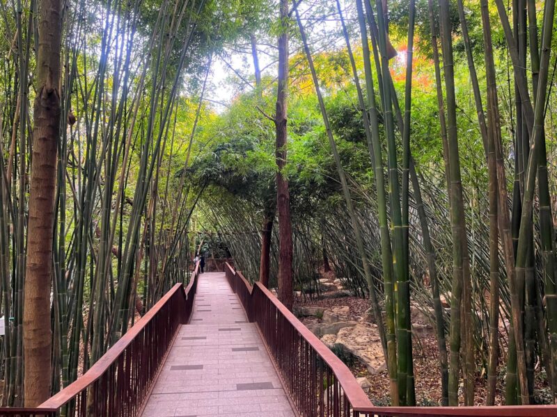 Bamboo Forest at Xiongmao Jidi