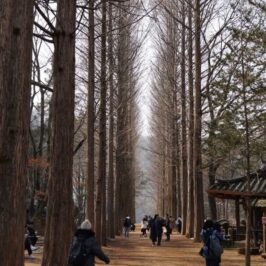 Nami Island Itinerary - A Travel Guide blog