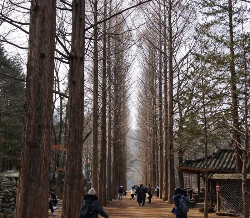 Nami Island famous tree-lined path