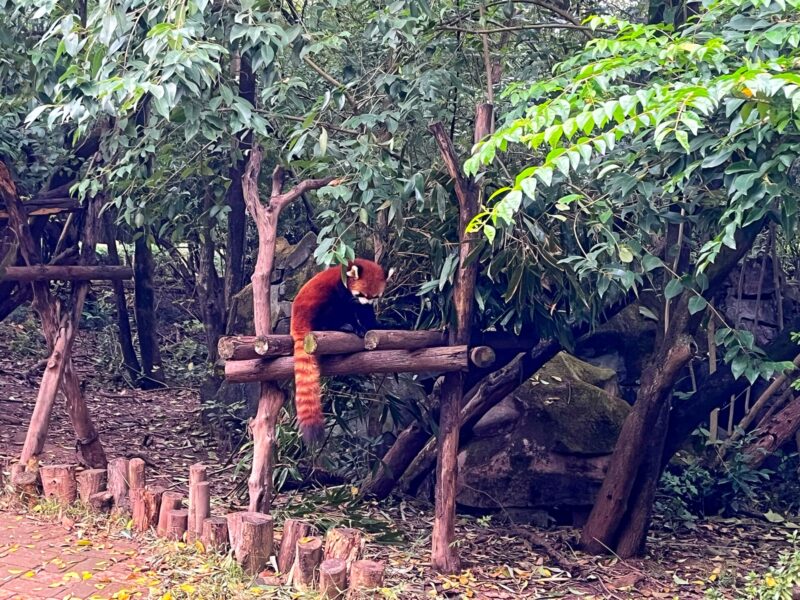 Red Panda at Xiongmao Jidi